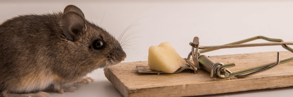Mouse with cheese near a trap